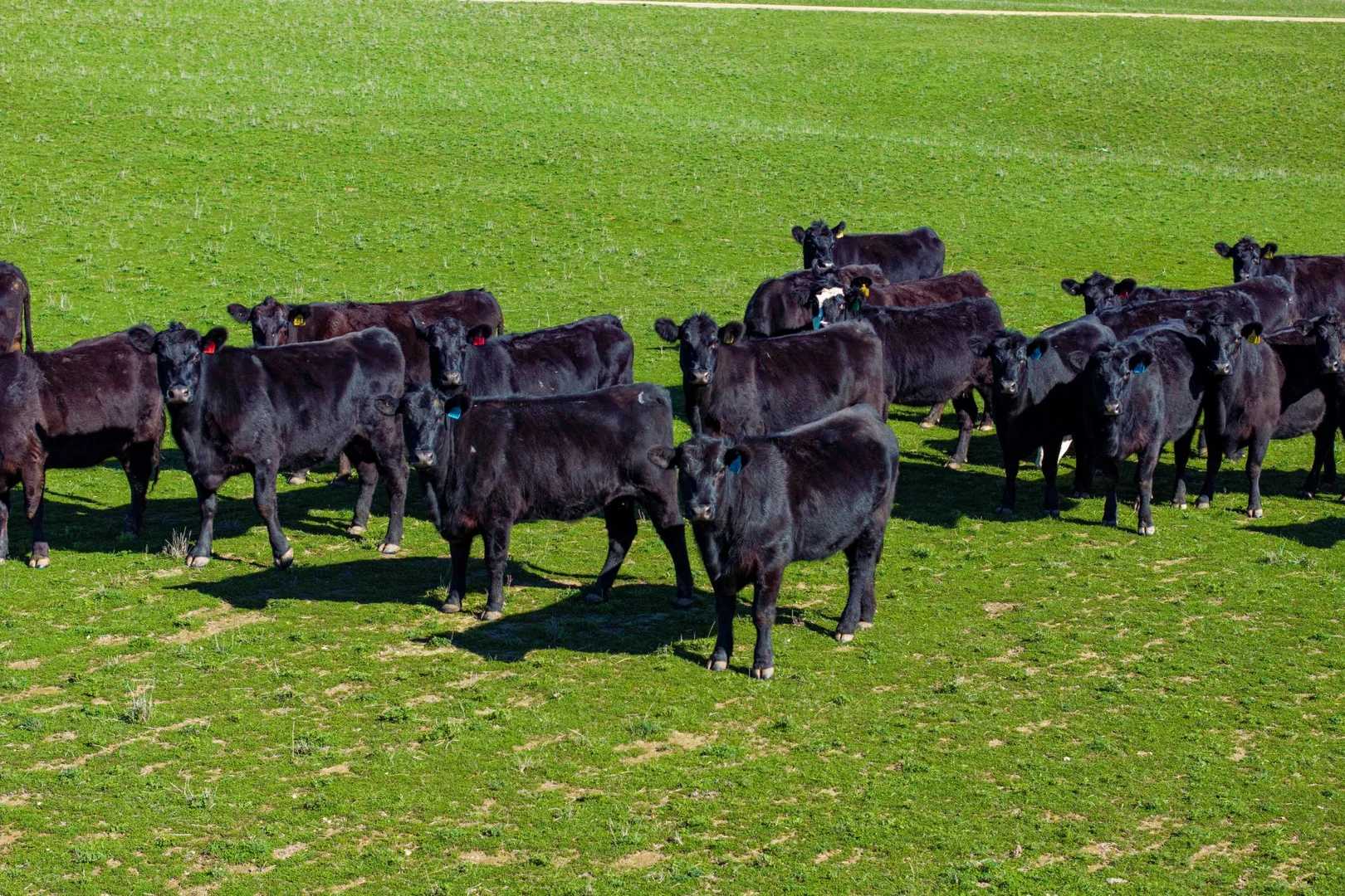 Additional image 19 of 670 Leahy Road, Wagga Wagga NSW 2650