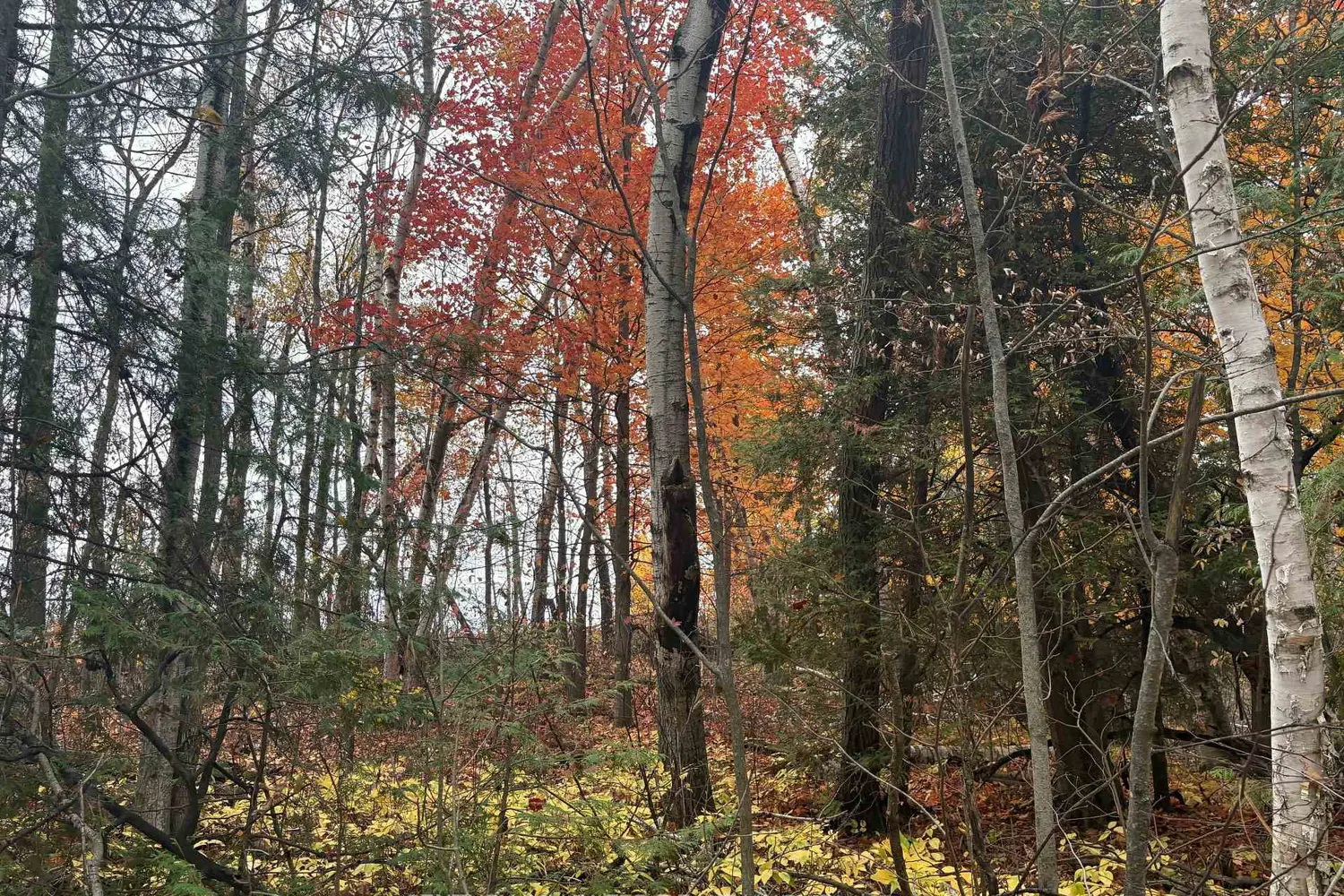 Additional image 9 of 0 Godolphin Road