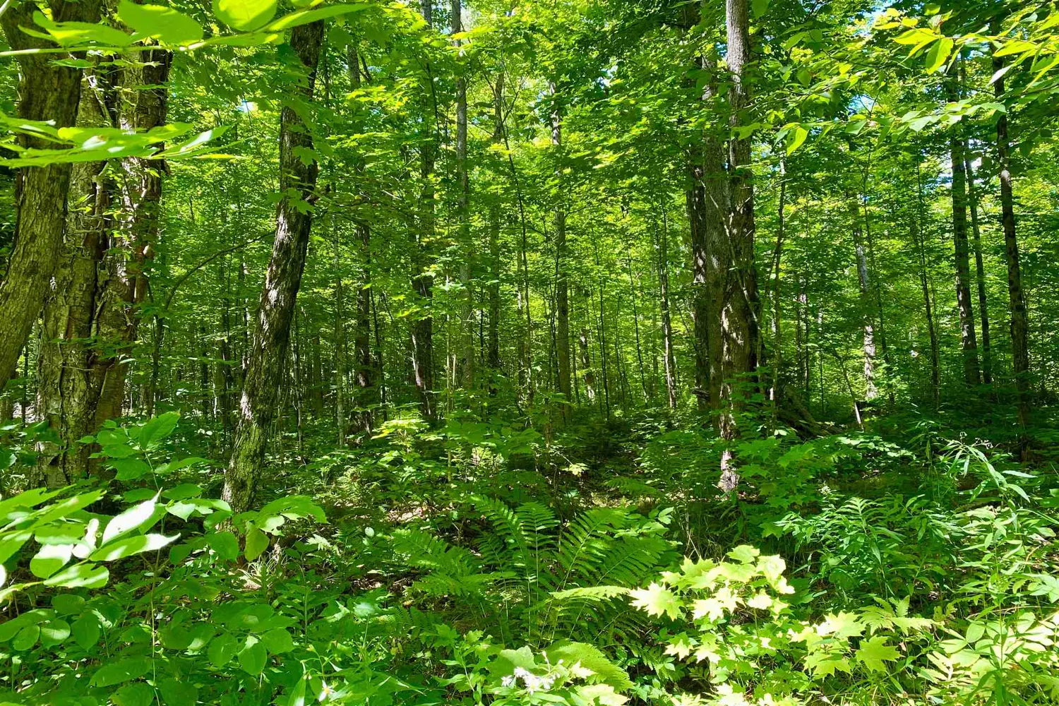 Additional image 13 of Lot 6-B 522 Highway