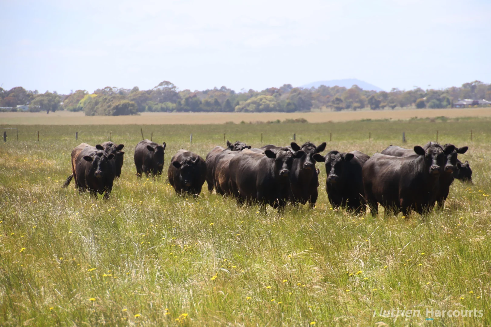 Additional image 6 of 524 Remembrance Drive, Windermere VIC 3352
