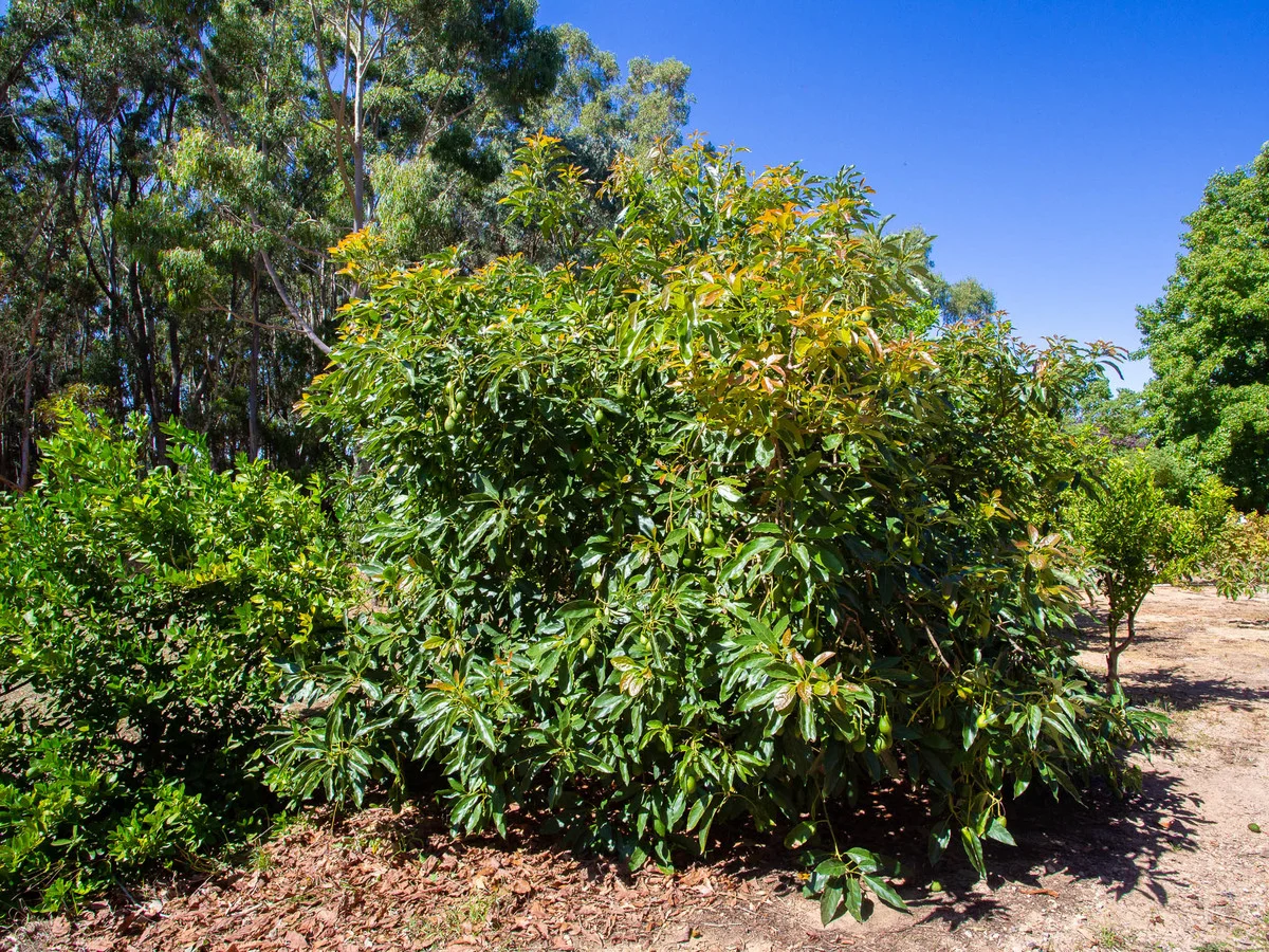 Additional image 35 of 48 Holben Road, Cowaramup WA 6284
