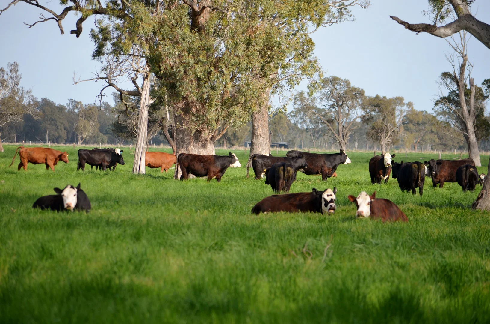 Additional image 7 of 1898 Patyah Road, Edenhope VIC 3318