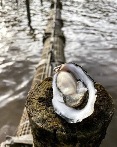 Additional image 13 of Tongue Road, Hastings TAS 7109