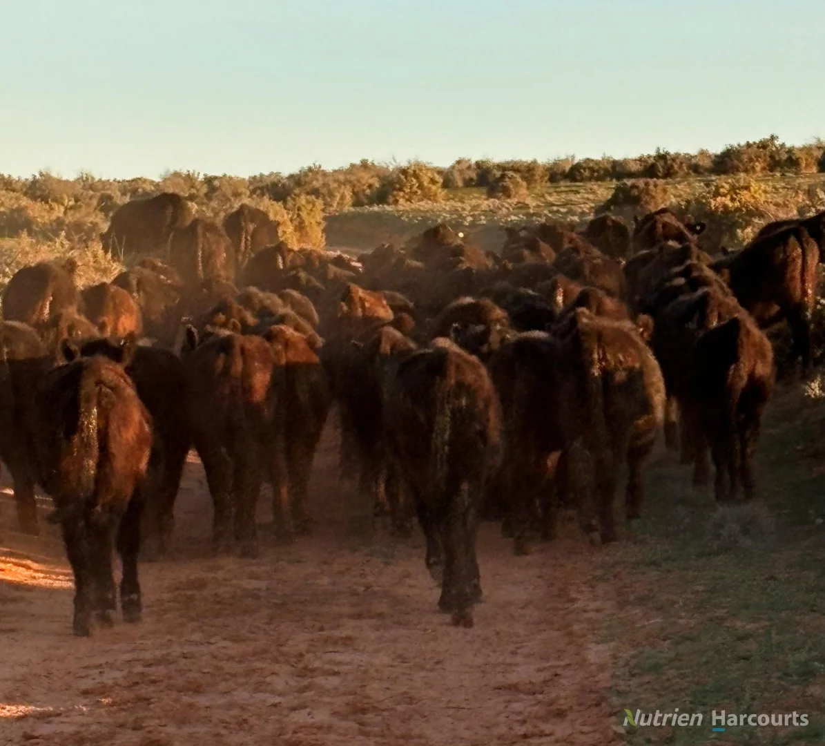 Additional image 45 of * Magenta Aggregation, Balranald NSW 2715