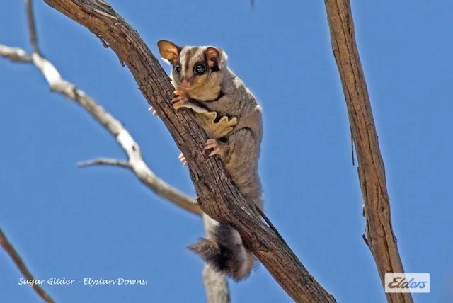 Additional image 9 of 50 William Perry Lane, Sebastian VIC 3556