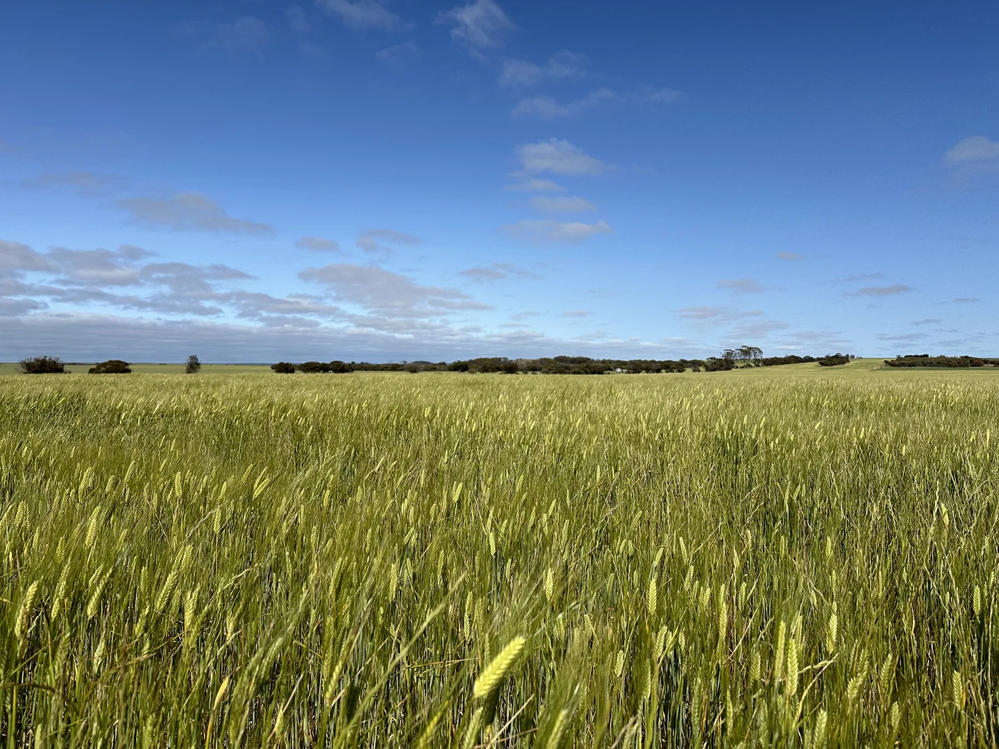 Additional image 11 of 2501 Hyden Norseman Road, Hyden WA 6359