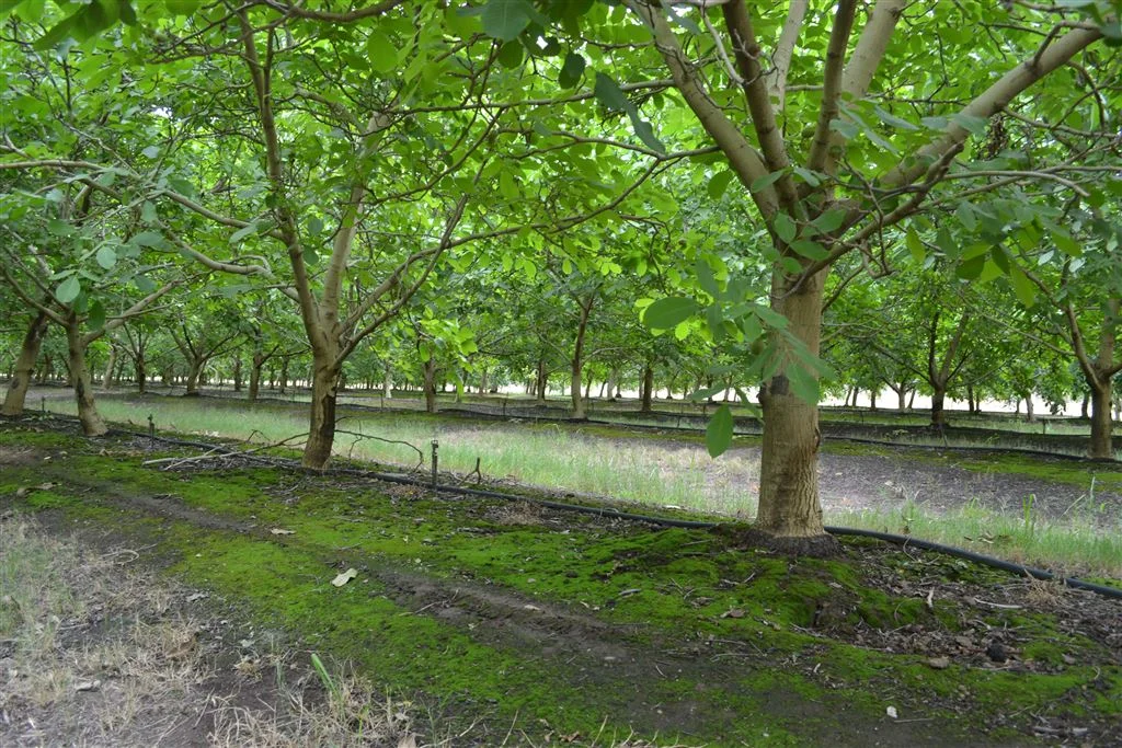 Additional image 3 of 222 Koondrook West Road, Koondrook VIC 3580