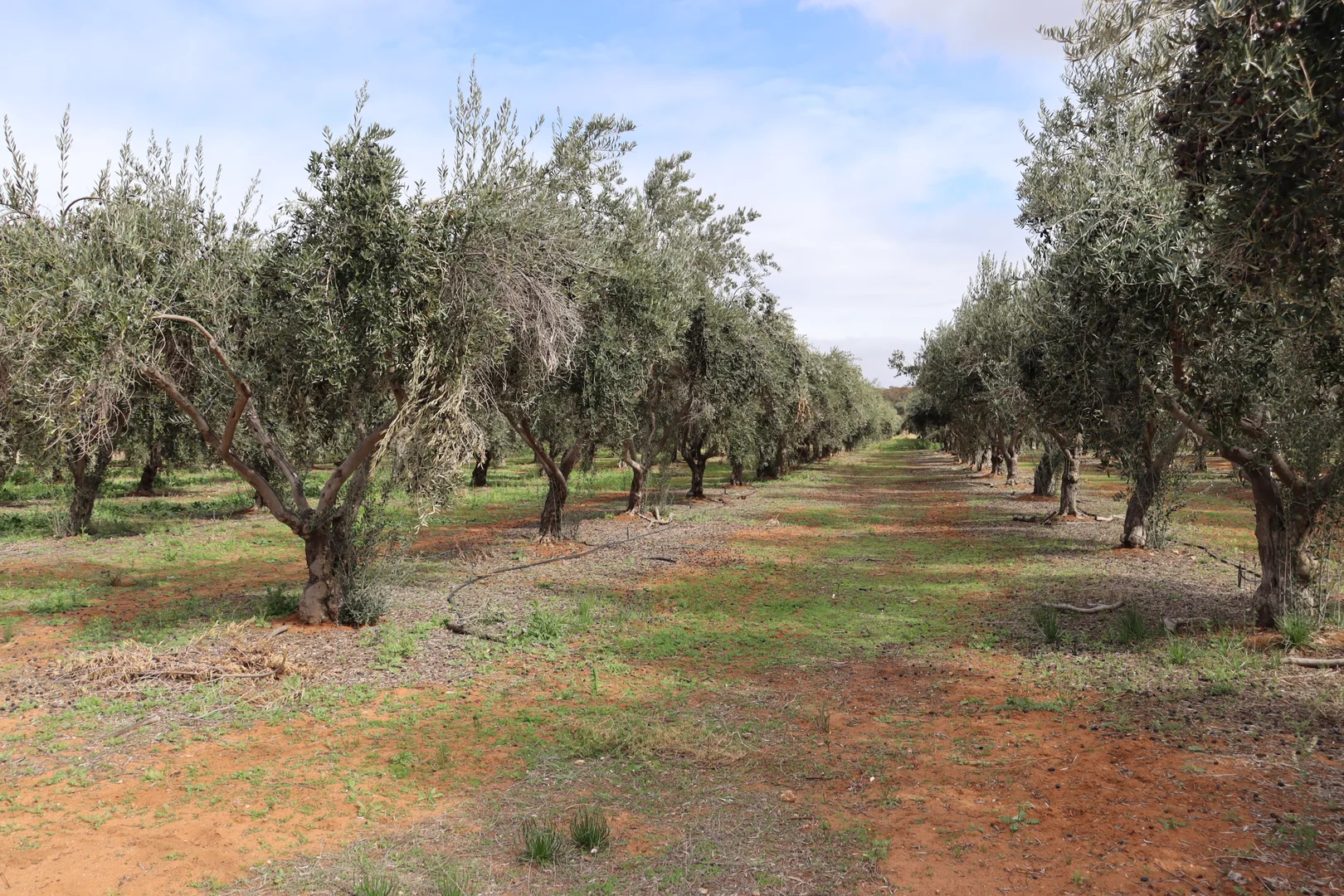 Additional image 20 of 334 Katarapko Crescent, Winkie SA 5343