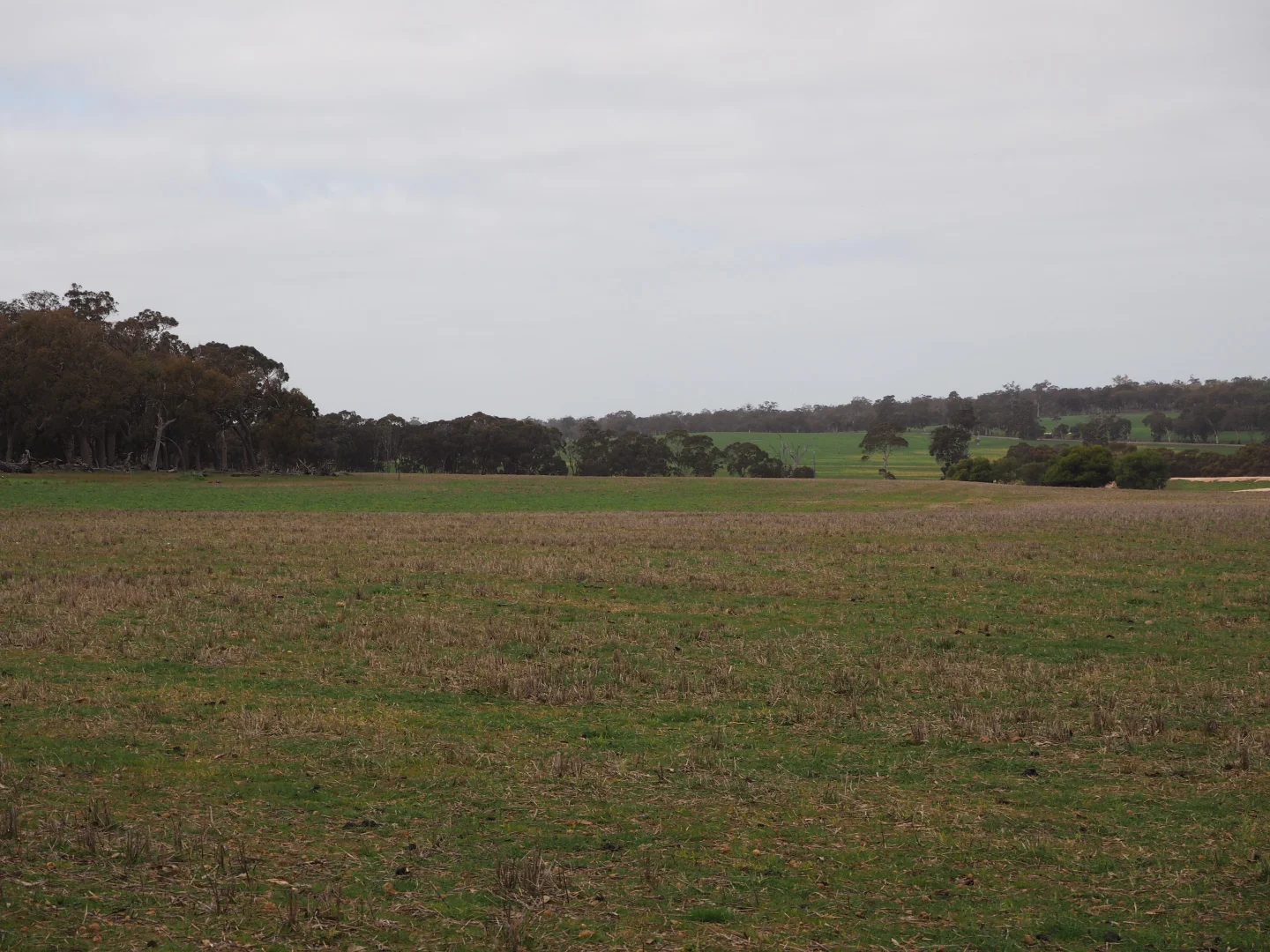 Additional image 7 of Dowrene Farm, Cnr Yerriminup and Yarralena Roads, Cranbrook WA 6321