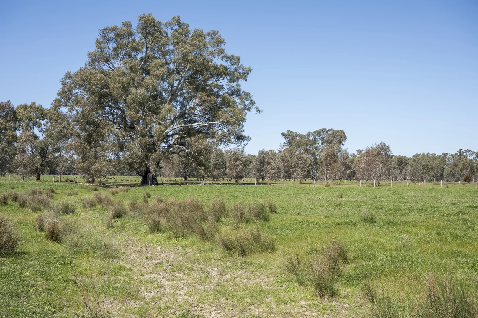 Additional image 14 of CA32 Baddaginnie-Benalla Road, Benalla VIC 3672