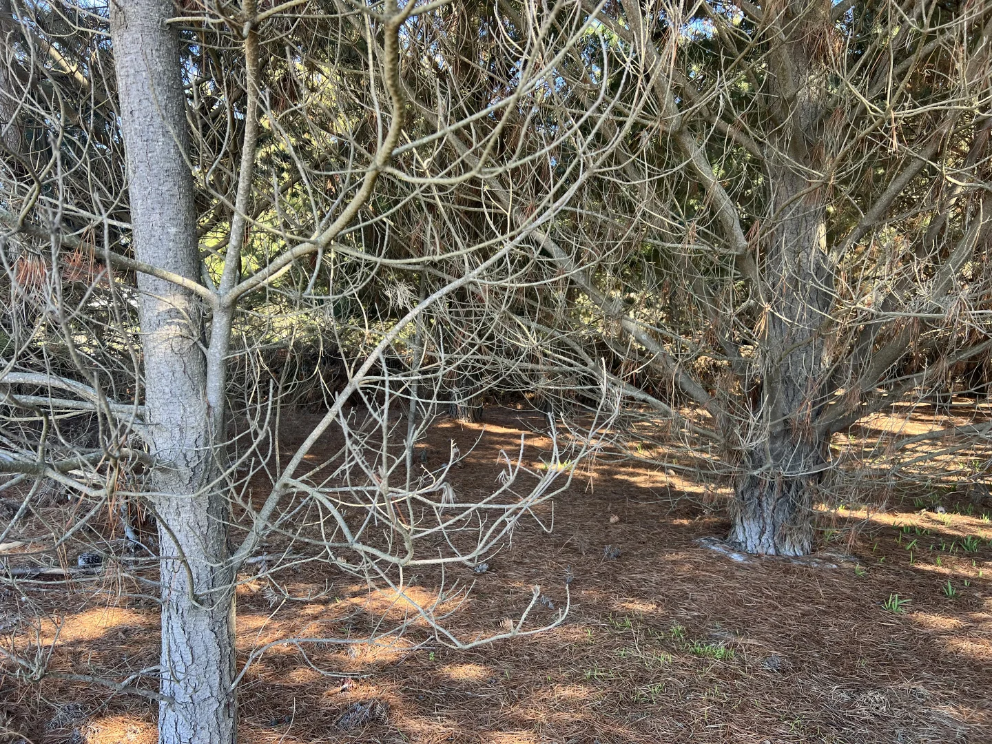 Additional image 3 of 4 & 5 Bertram Street, Naracoopa TAS 7256