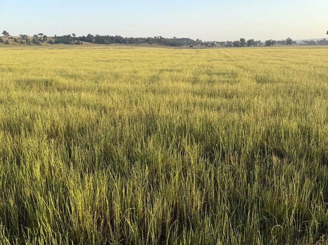 Additional image 26 of Garrambeel, Bingara NSW 2404