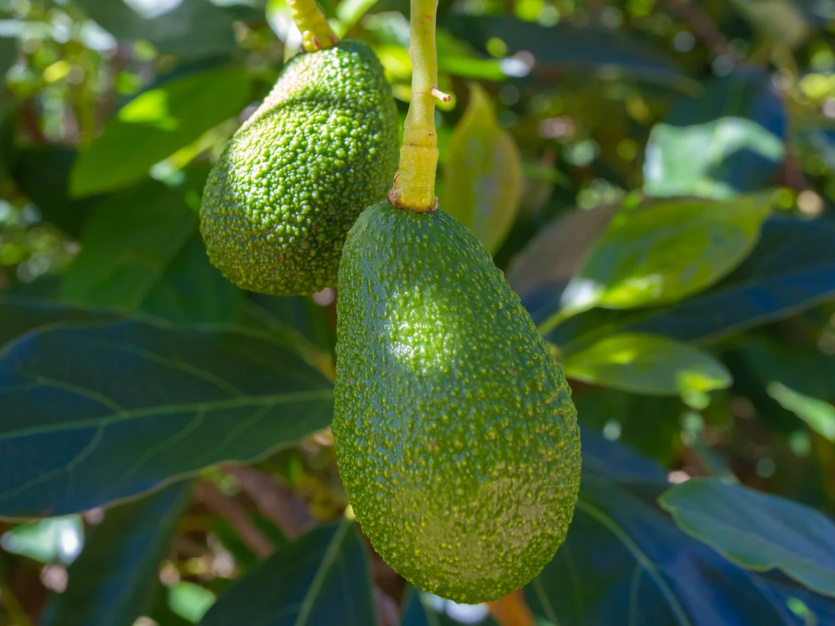 Additional image 36 of 48 Holben Road, Cowaramup WA 6284