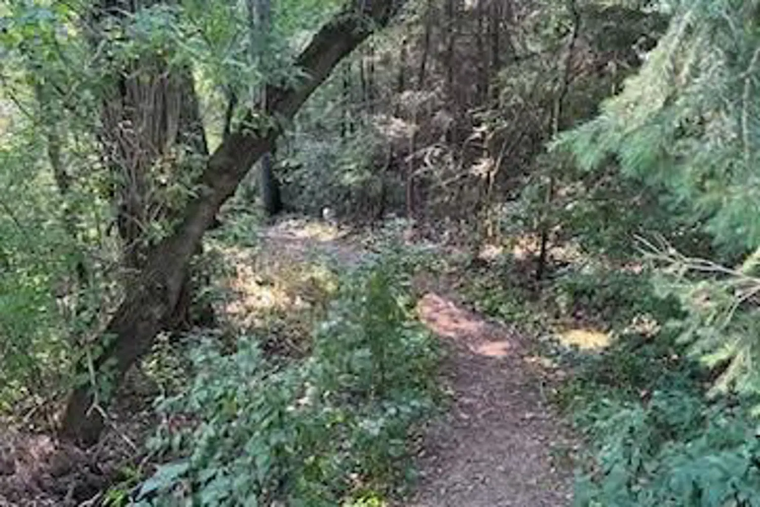 Additional image 19 of 28 Bamsey Drive