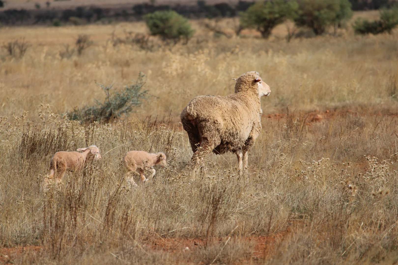 Additional image 17 of "Woodlands" Black Rock Road, Minvalara SA 5422