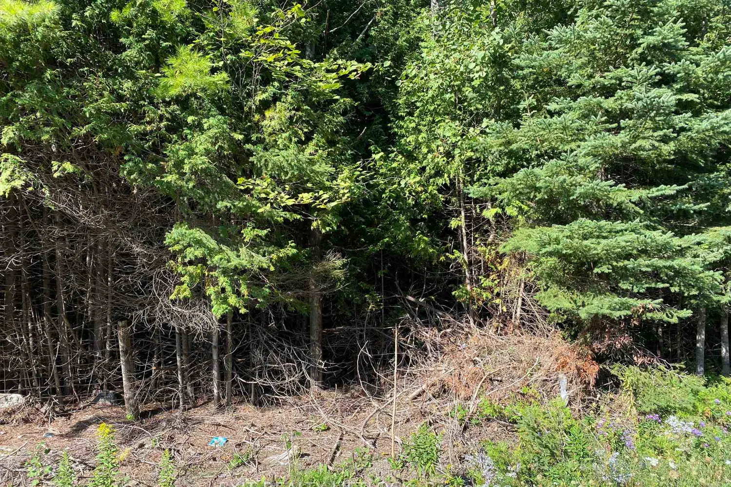 Additional image 5 of 590 County Rd 40