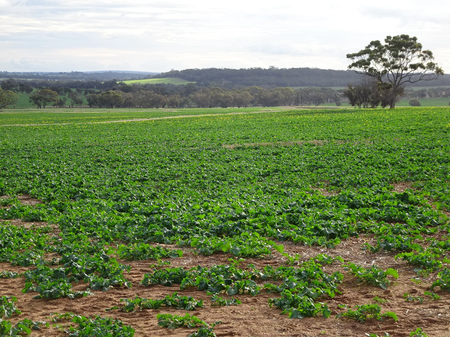 Additional image 14 of Grout Road, Cuballing WA 6311