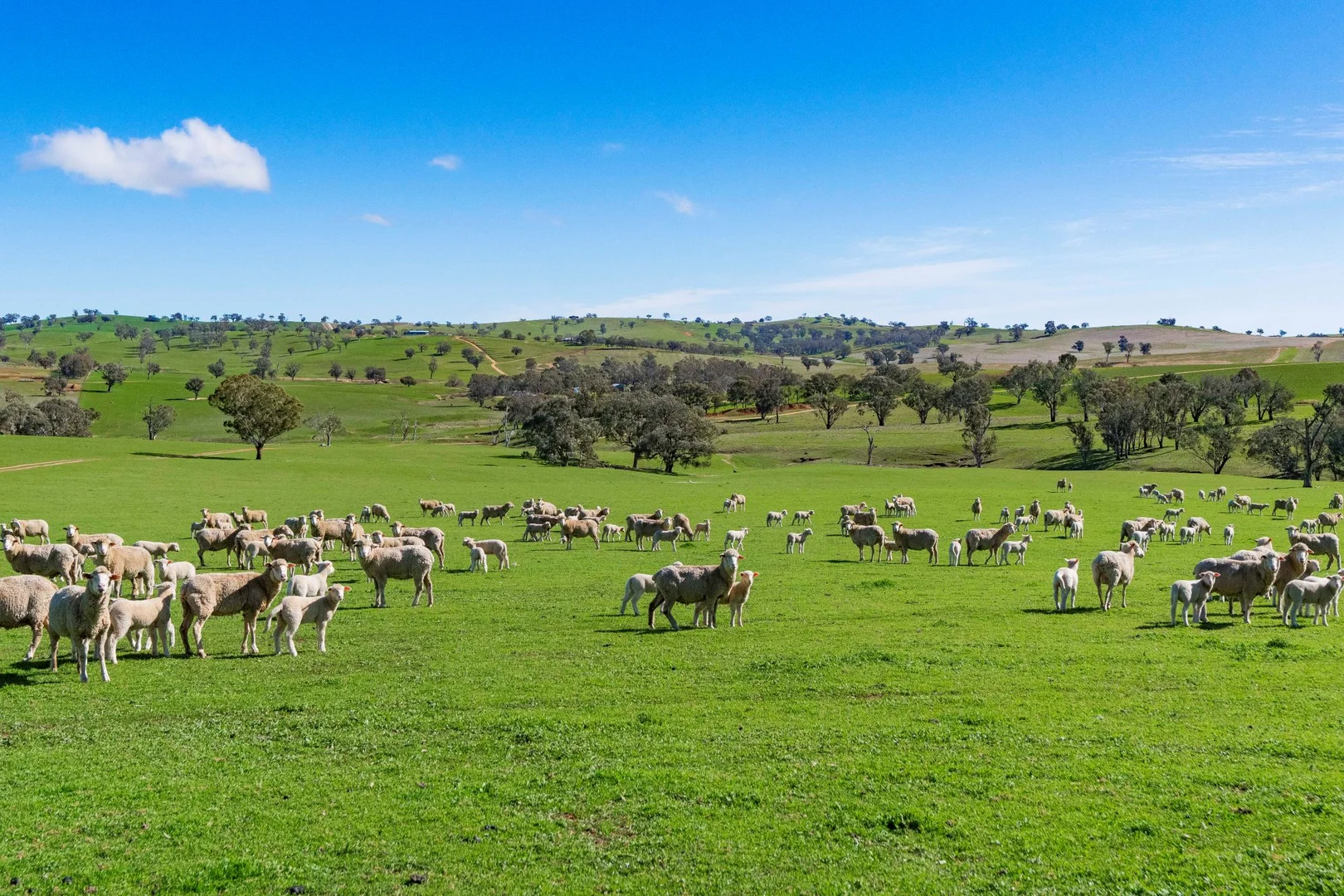 Additional image 12 of 670 Leahy Road, Wagga Wagga NSW 2650