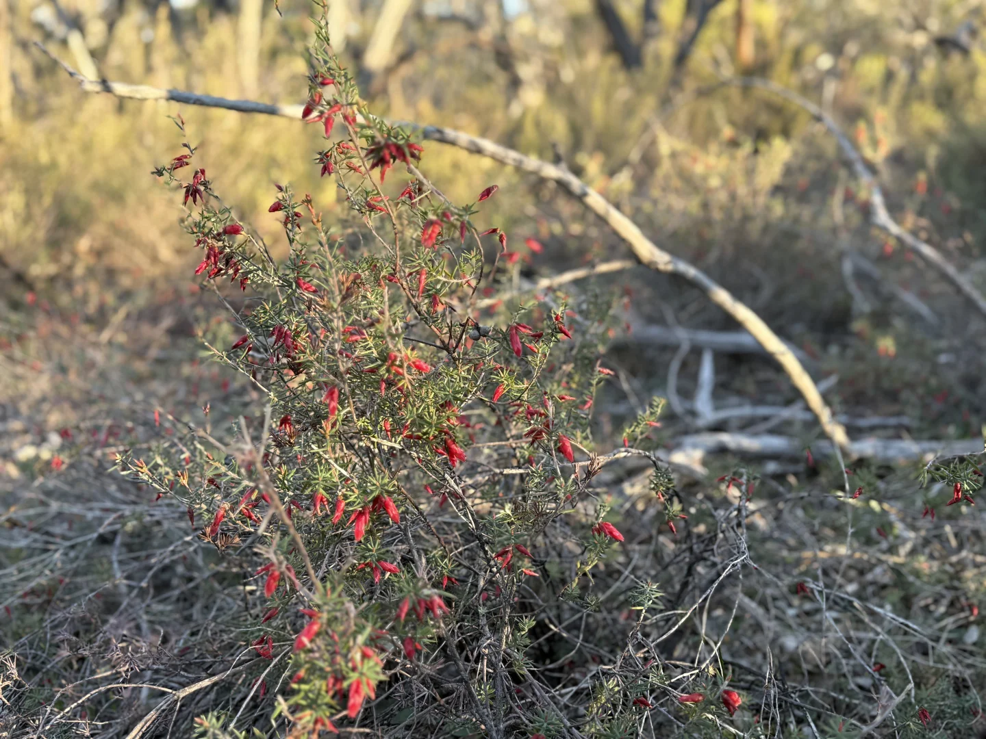 Additional image 16 of CA/75 A Watkins Road, Karnak VIC 3401