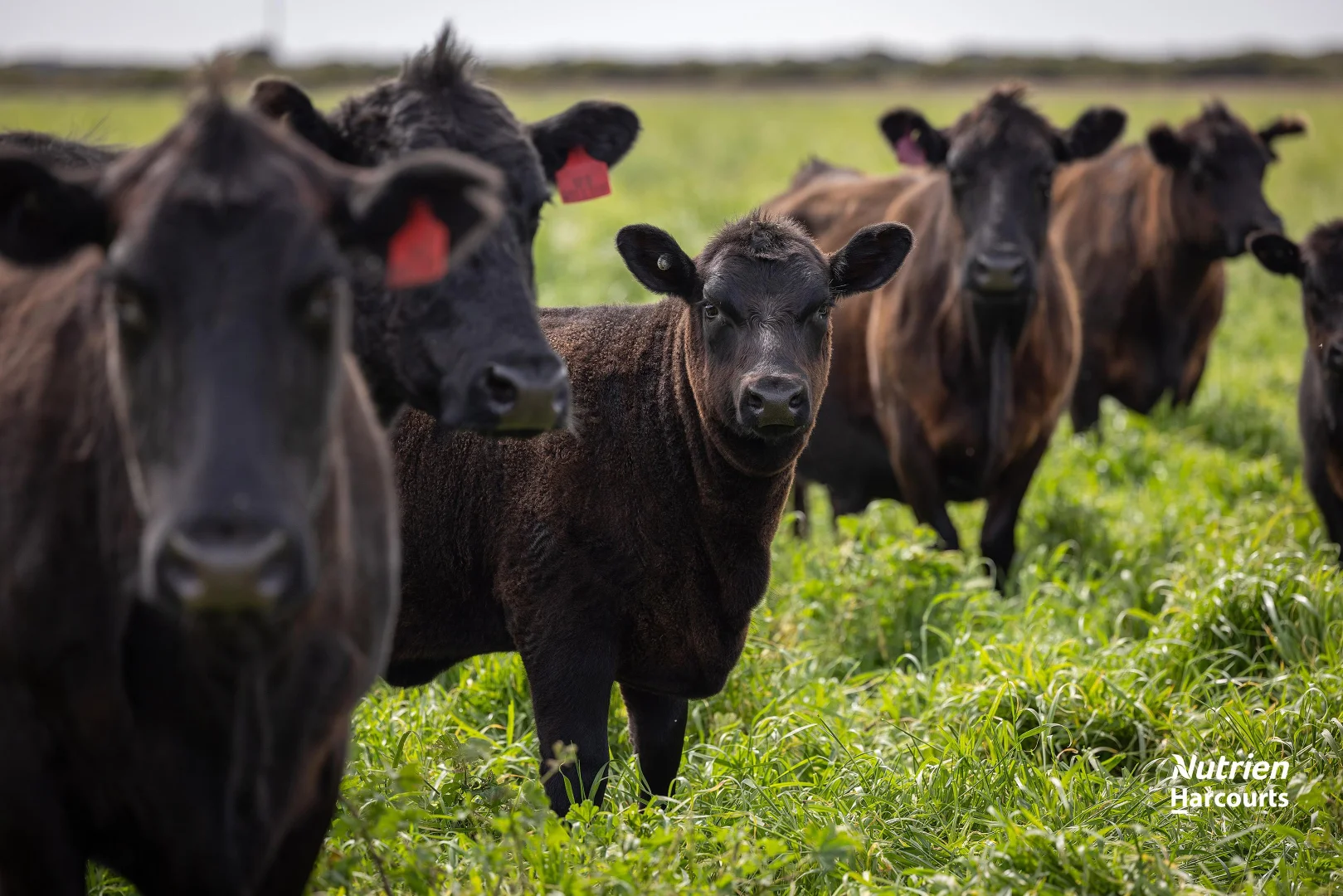 Additional image 6 of 18462 Princes Highway, Kingston Se SA 5275