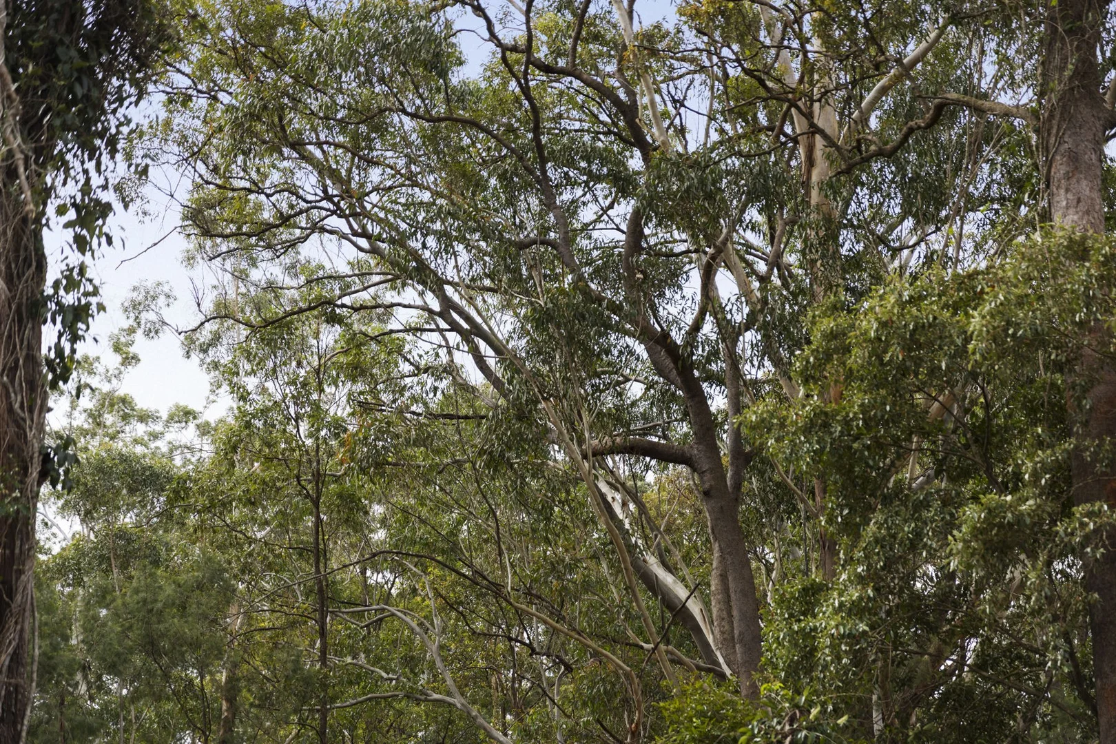 Additional image 16 of Lot 101 Mahs Court, Highfields QLD 4352