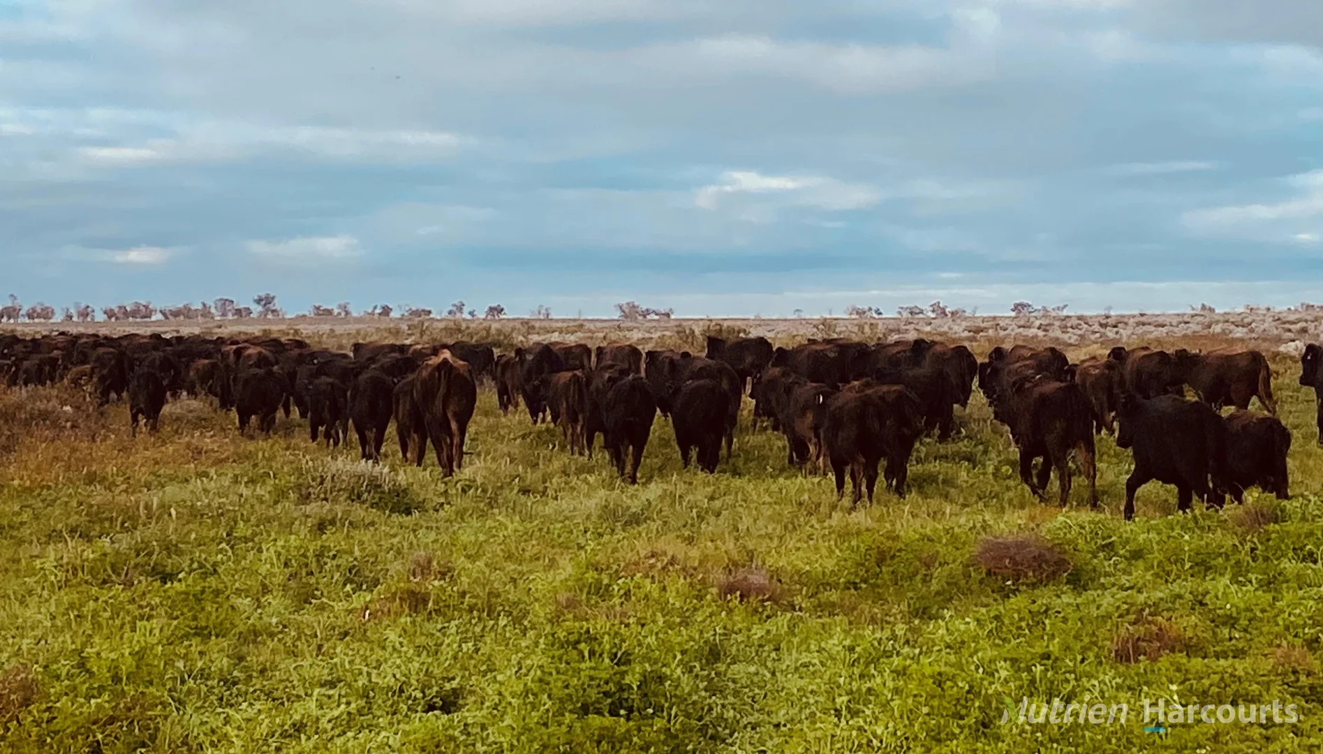 Additional image 38 of * Magenta Aggregation, Balranald NSW 2715