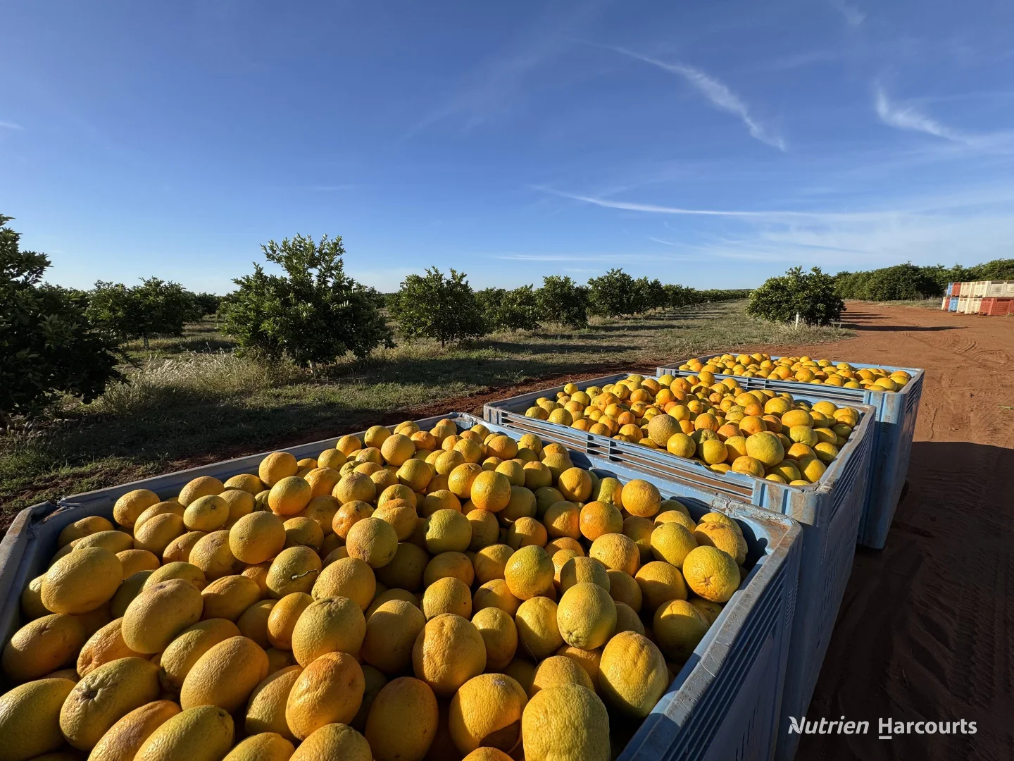 Additional image 9 of Farm 567 & 568 New Farms Road, Nericon NSW 2680