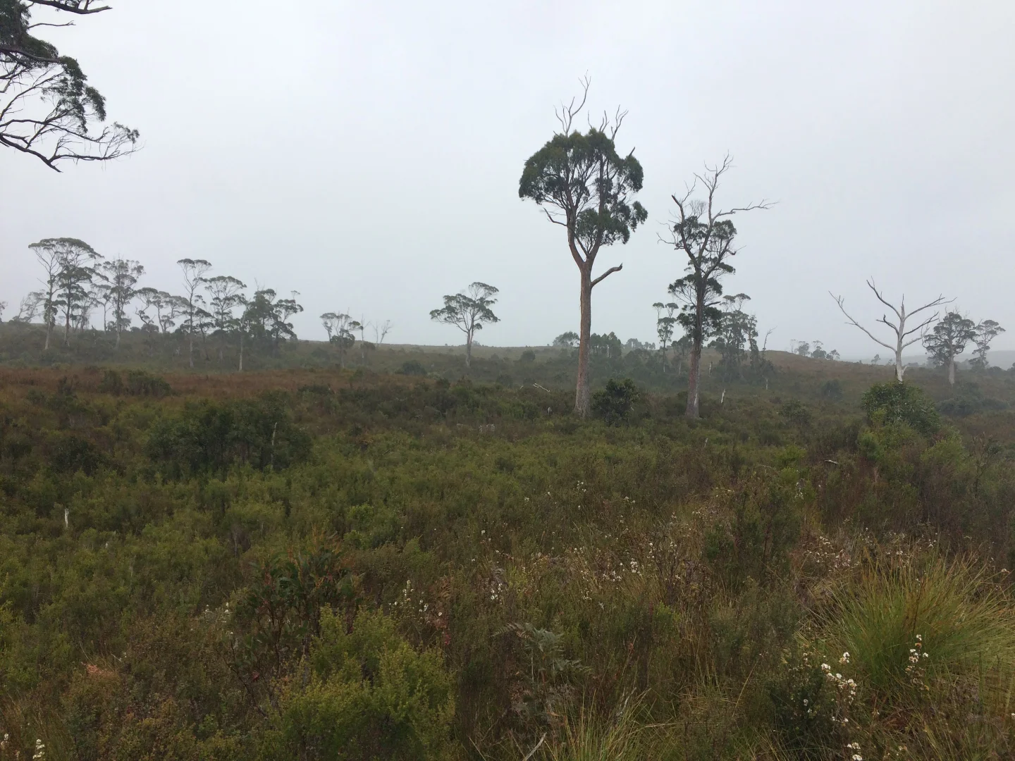 Additional image 6 of 499 Heemskirk Road, Zeehan TAS 7469