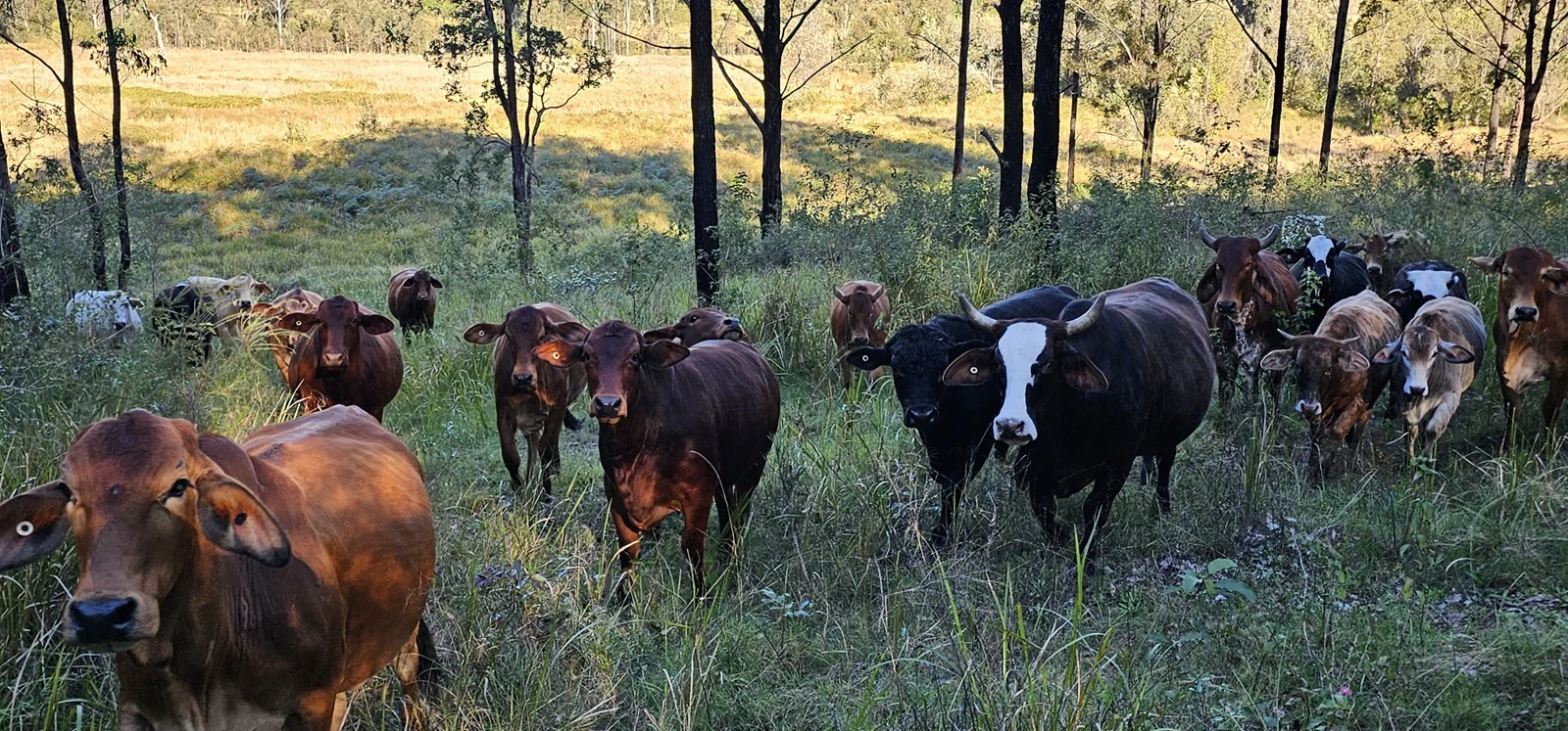 Additional image 8 of 2400 Busbys Flat Road, Busbys Flat NSW 2469