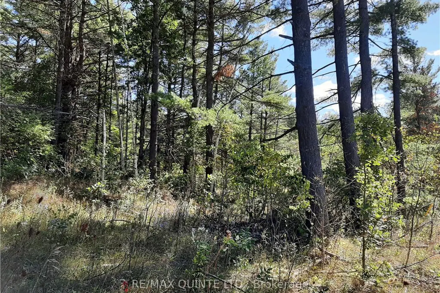 Additional image 8 of 0 Pt Lt12 Con14 Hwy 37 Road