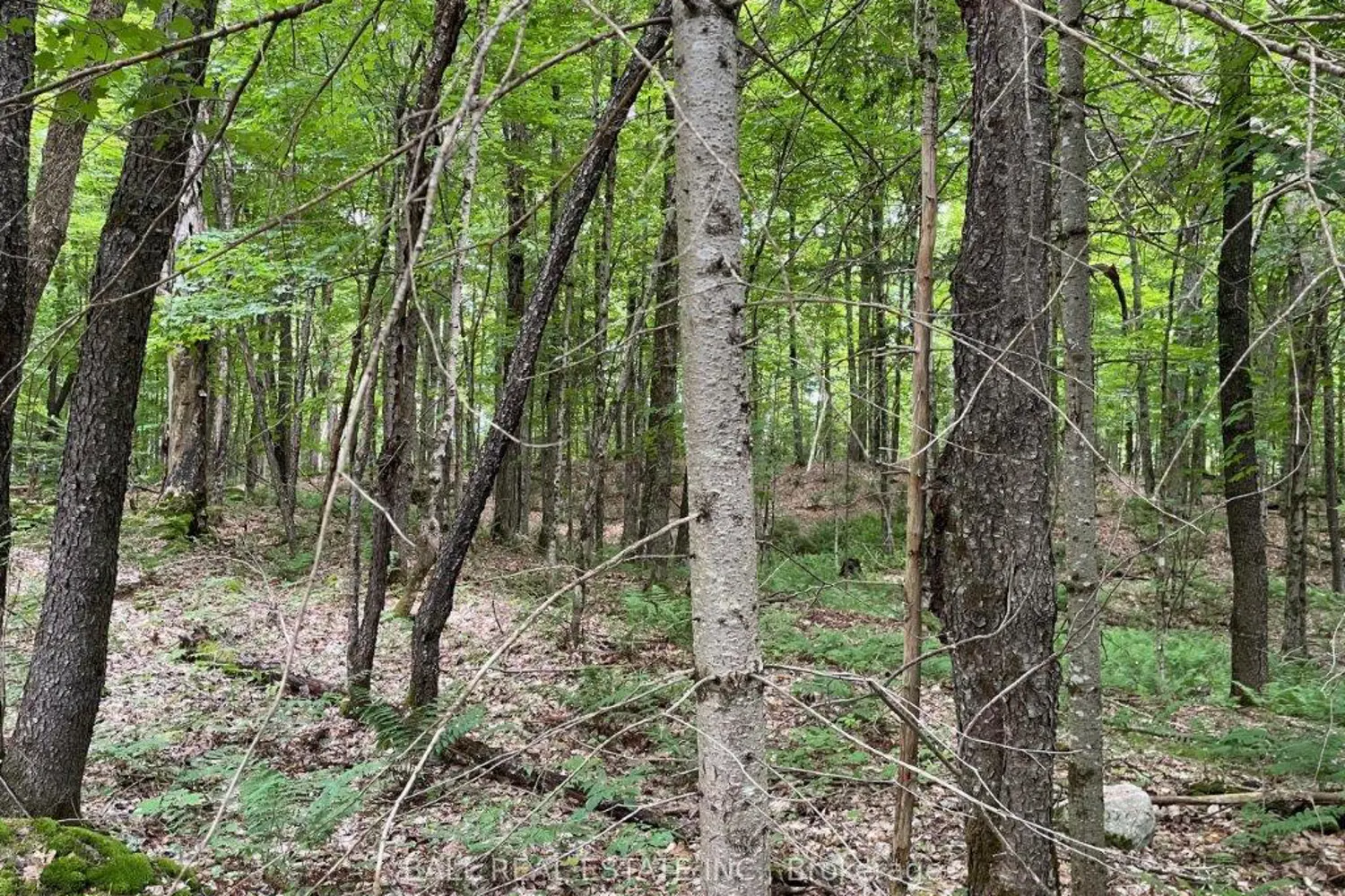 Additional image 4 of 1350 Haliburton Lake Rd