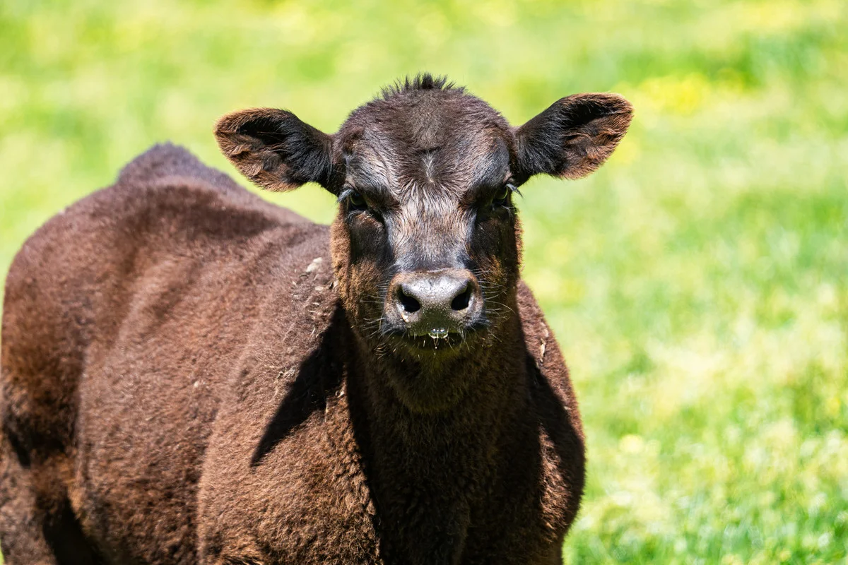 Additional image 8 of 3465 Murray Valley Highway, Berringama VIC 3691