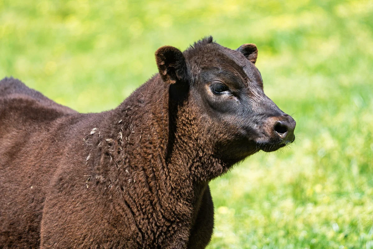 Additional image 16 of 3465 Murray Valley Highway, Berringama VIC 3691