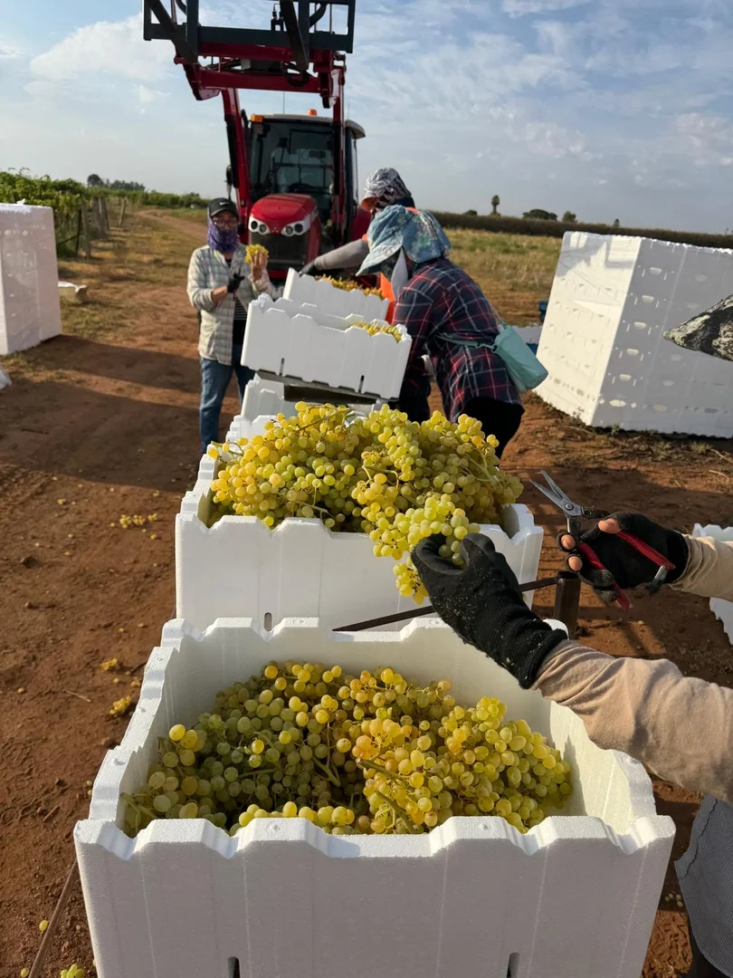 Additional image 8 of 231 Falkiner Avenue, Tresco VIC 3583