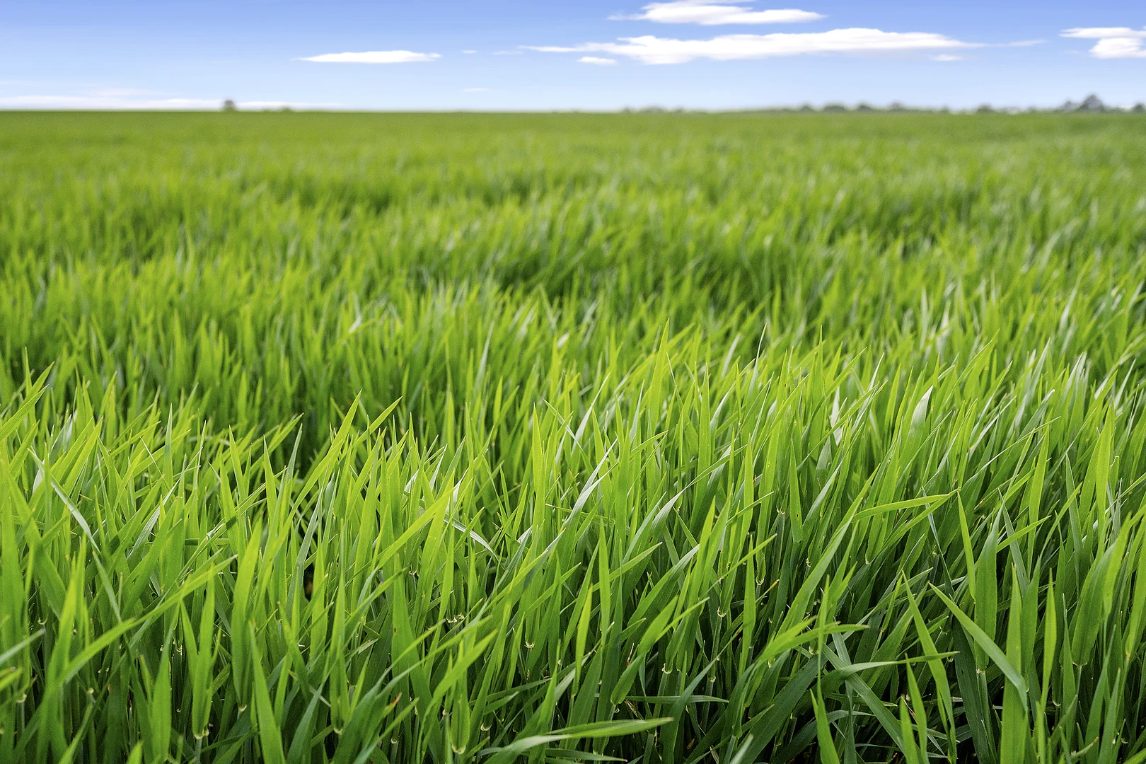 Additional image 7 of Rich Avon West VIC 3480