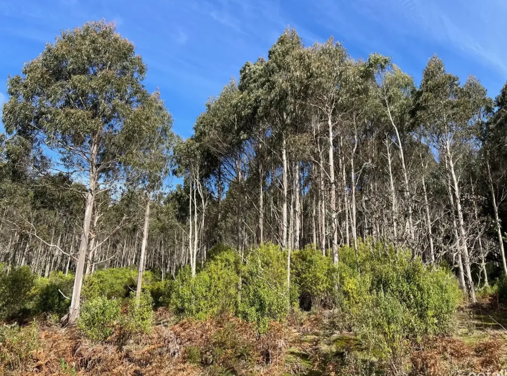 Additional image 19 of 29731 Tasman Highway, Weldborough TAS 7264