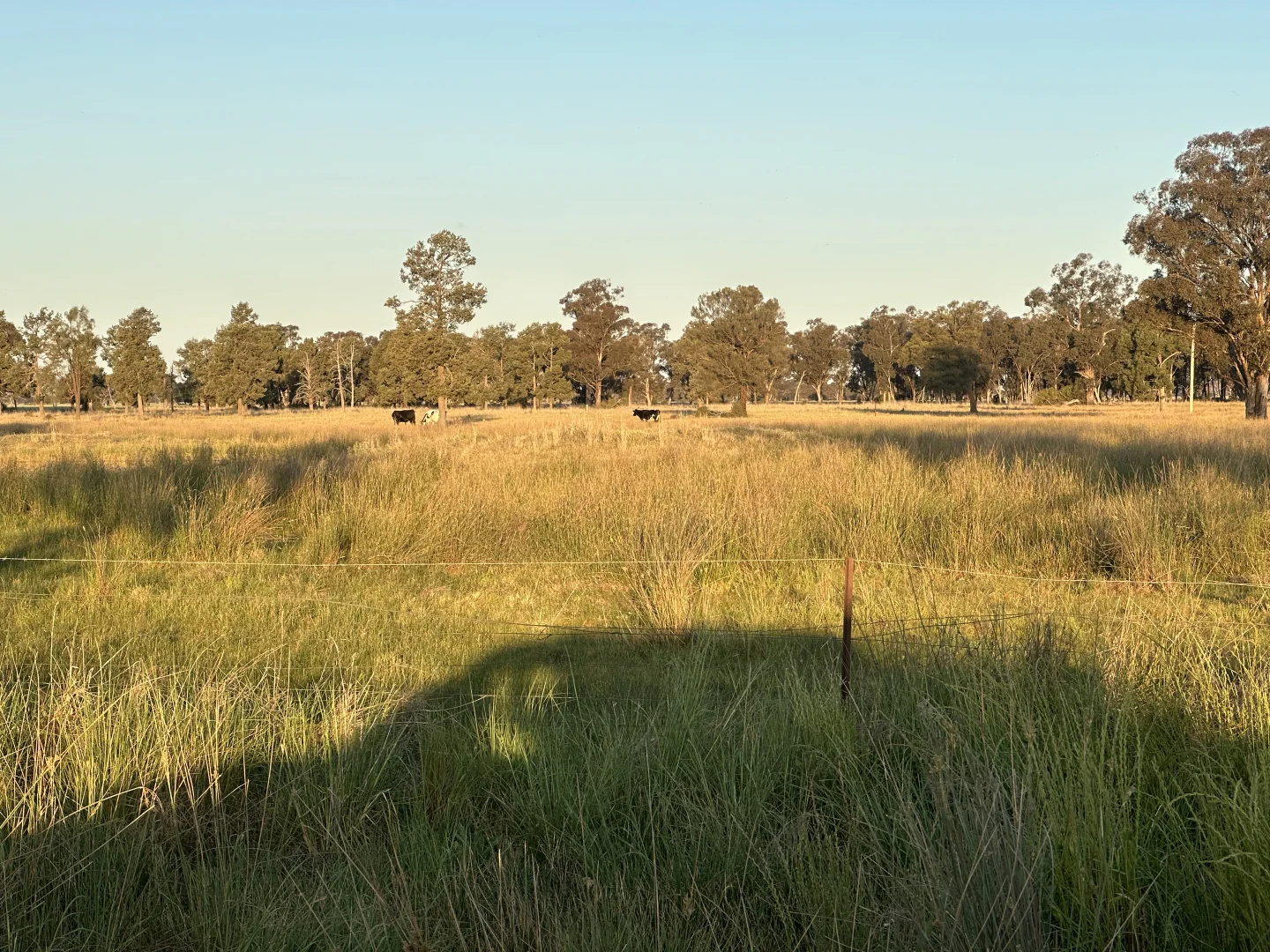 Additional image 6 of Lot 133 Troths Lane, Quandialla NSW 2721