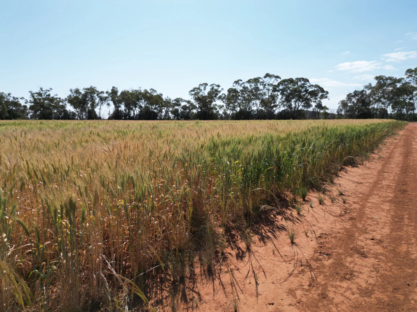 Additional image 15 of "Glendale"/4666 Mitchell Highway, Girilambone NSW 2831