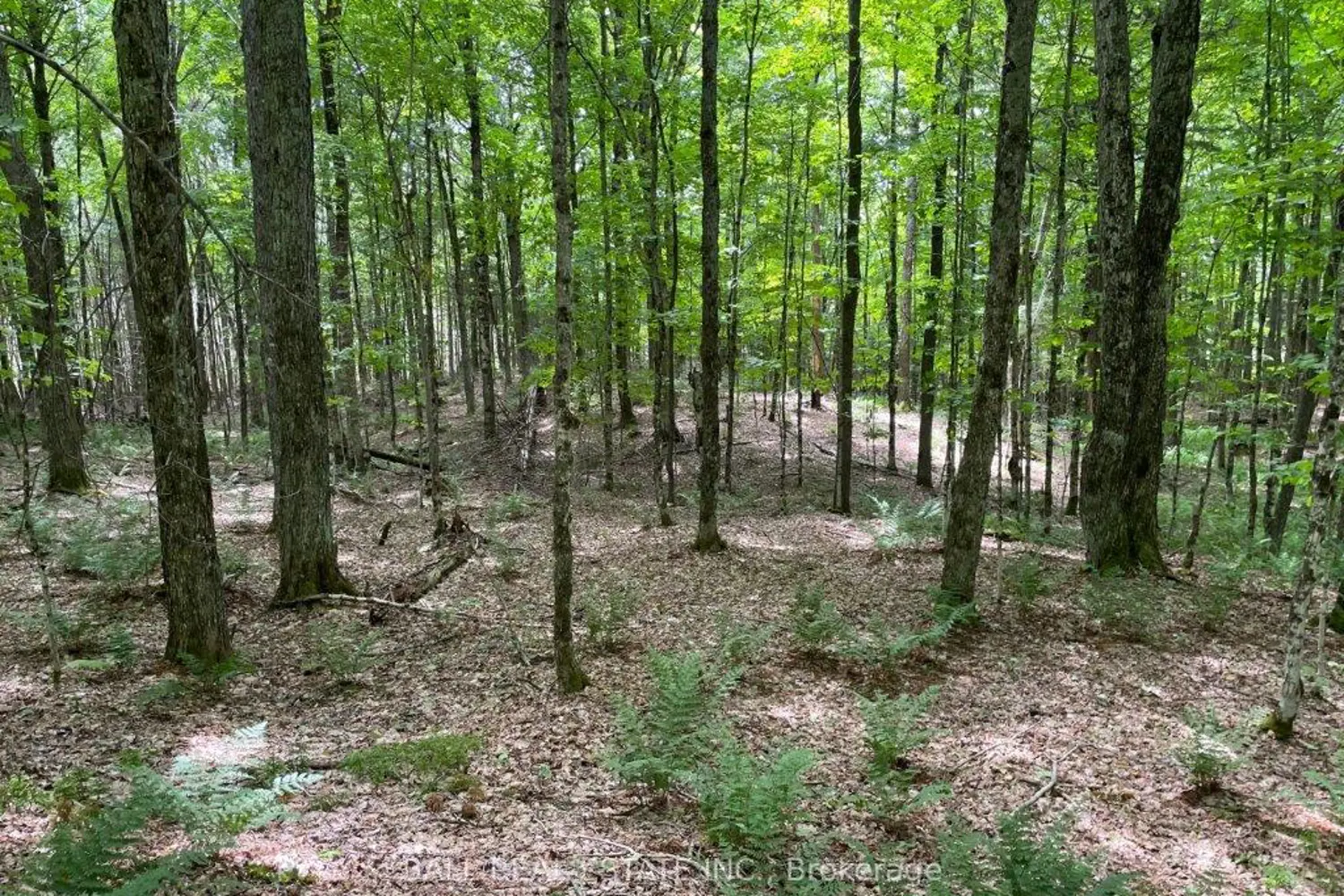 Additional image 8 of 1350 Haliburton Lake Rd