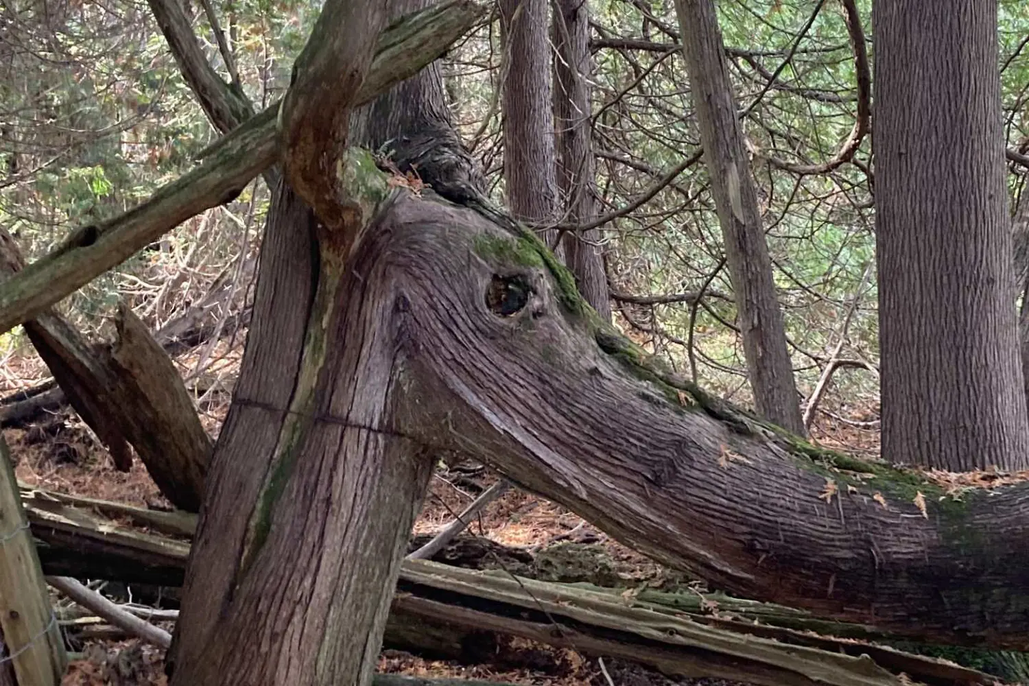 Additional image 3 of 323 Orange Corners Road