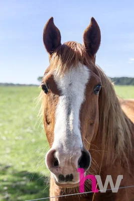 Additional image 18 of 20 Morgans Road, Winchelsea South VIC 3241