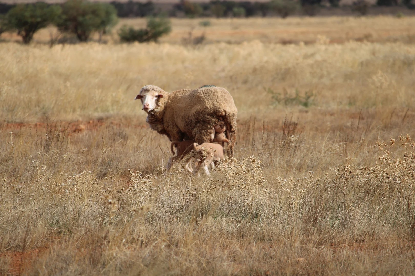 Additional image 18 of "Woodlands" Black Rock Road, Minvalara SA 5422