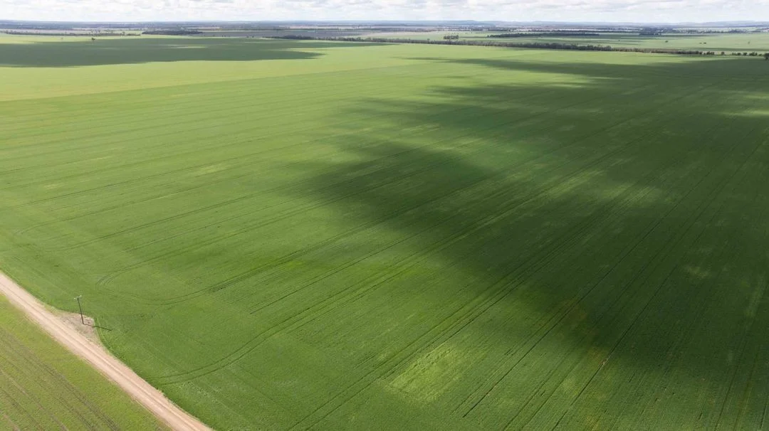 Additional image 6 of Cheecome and Carols, Moree NSW 2400