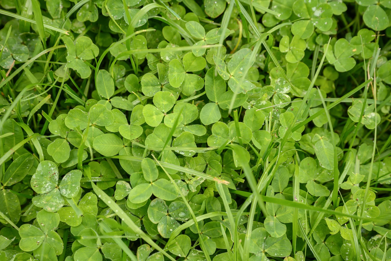 Additional image 27 of 771 Belt Road, Millicent SA 5280