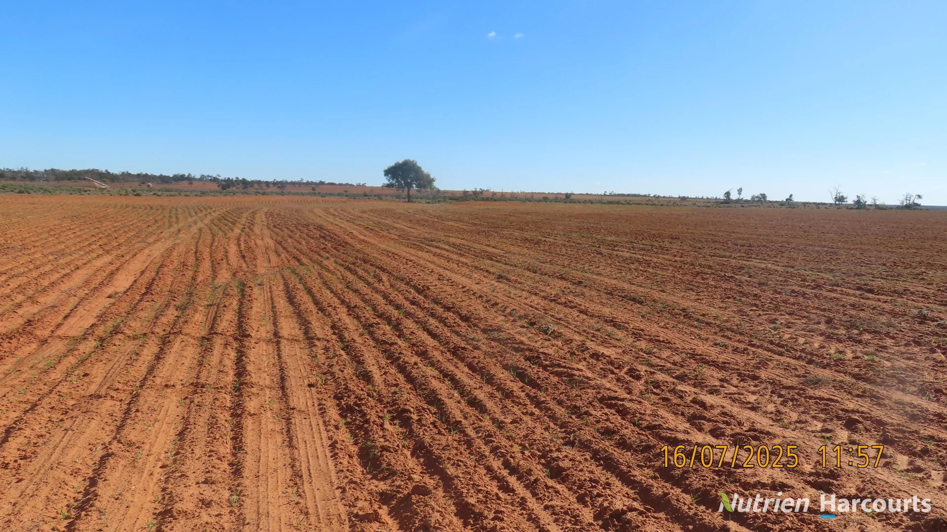 Additional image 8 of * Magenta Aggregation, Balranald NSW 2715