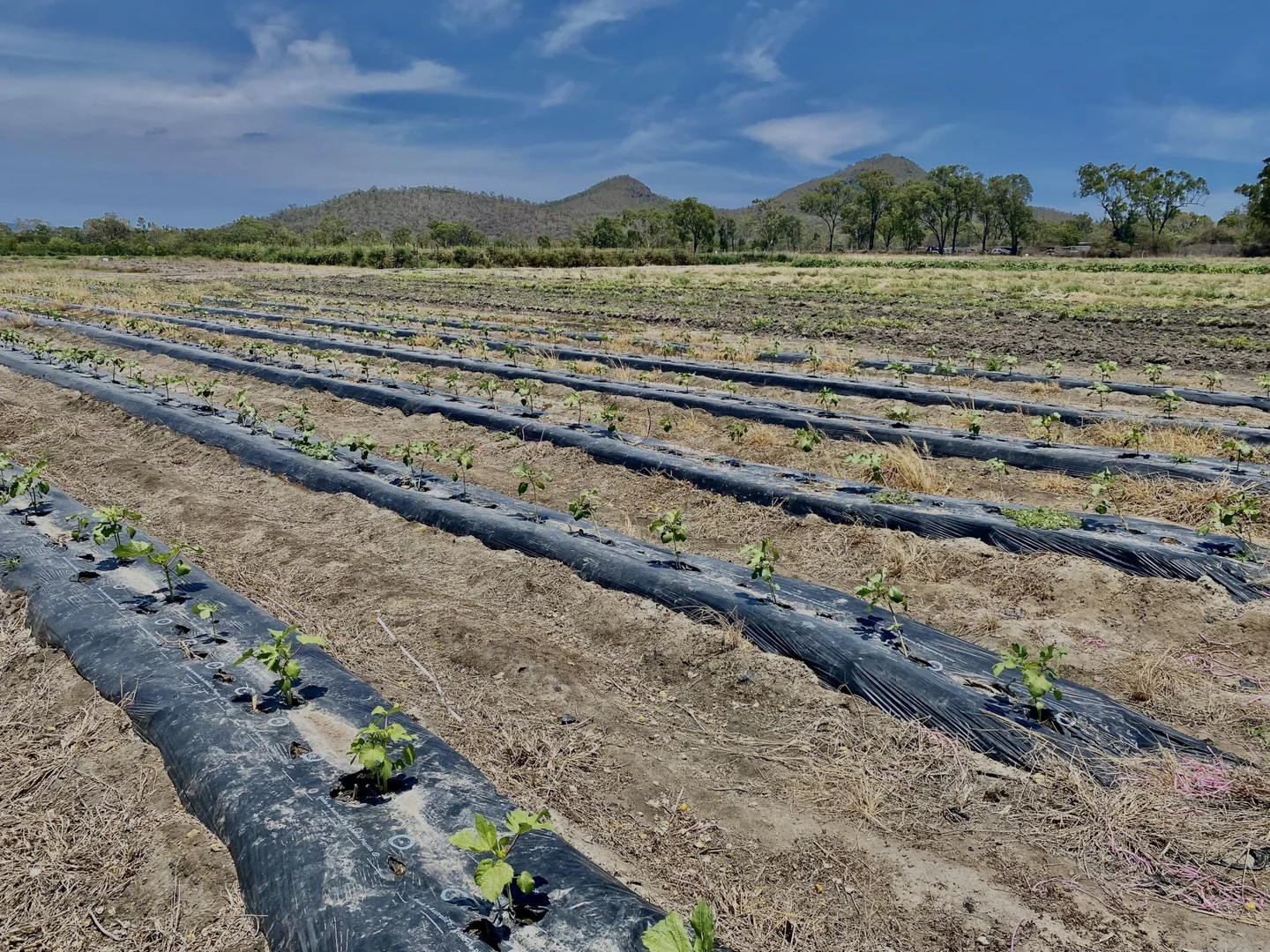 Additional image 18 of 1 Greta Road, Oak Valley QLD 4811