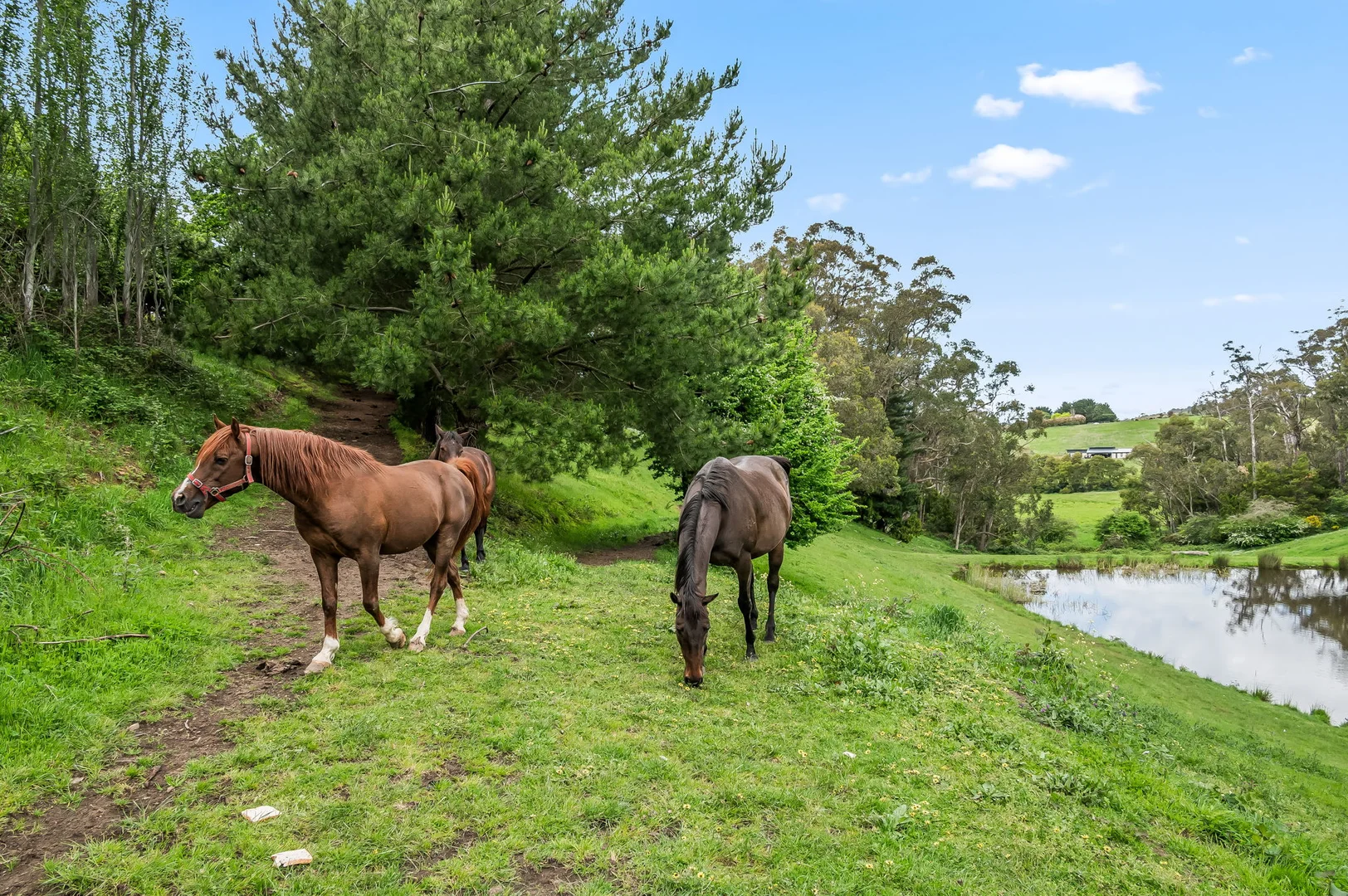 Additional image 34 of 32 Drivers Road, Summertown SA 5141