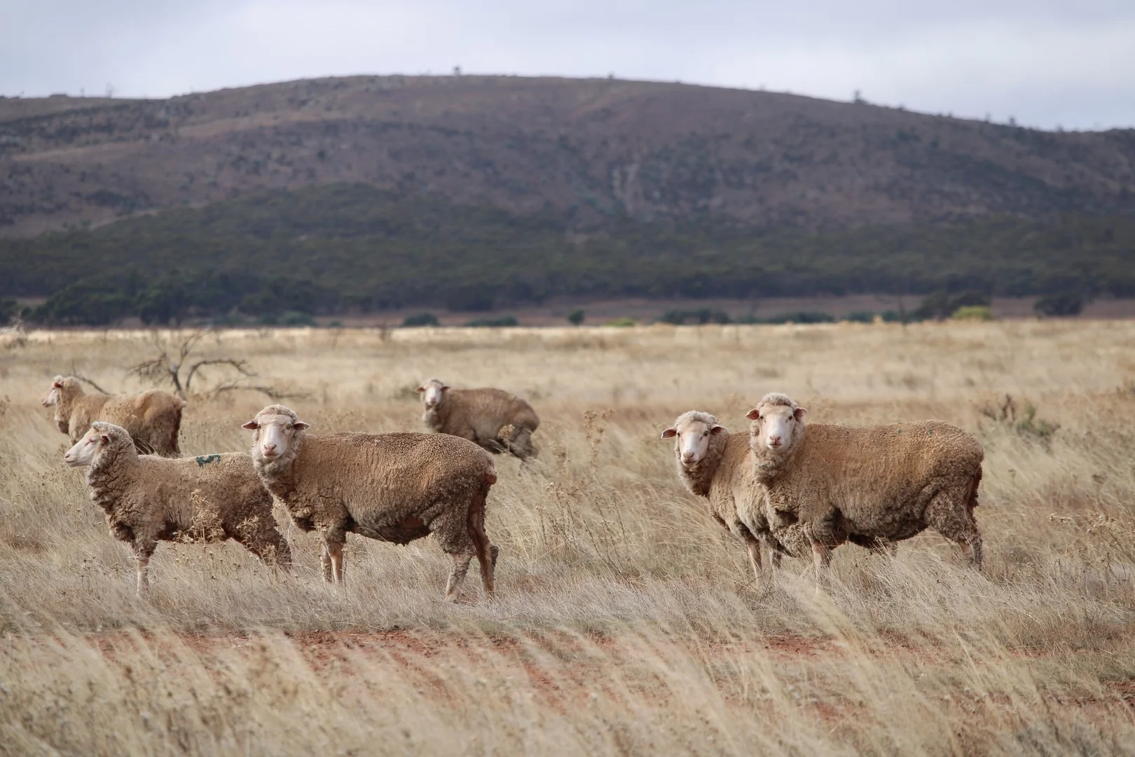 "Woodlands" Black Rock Road, Minvalara SA 5422