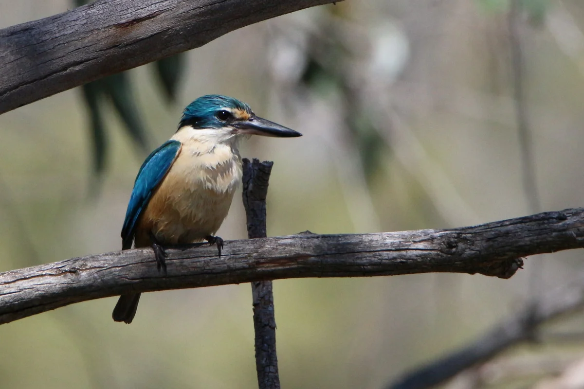 Additional image 25 of 250 Hoffmanns Road, Mooralla VIC 3314