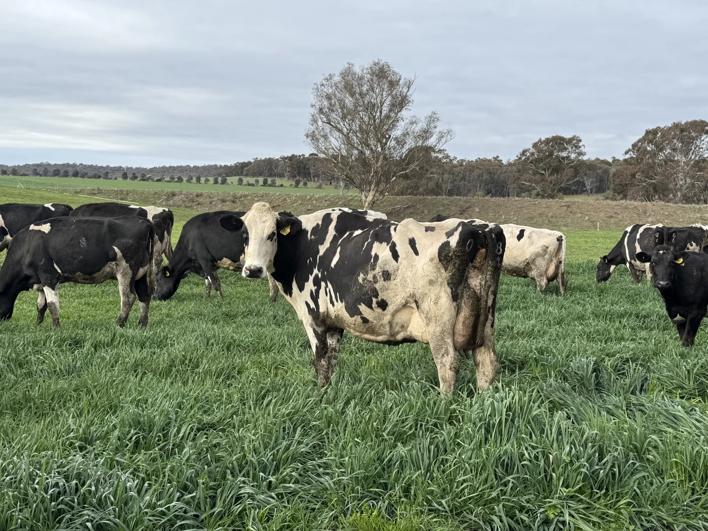 Additional image 30 of 301 Boggy Creek Road, Moyhu VIC 3732